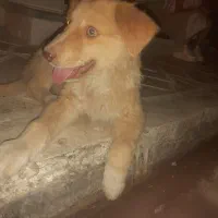 سگ گمشده