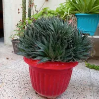 گل گلخانه|گل و گیاه طبیعی|اردبیل, |دیوار