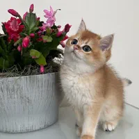 گربه های گوگولی اصیل ( اسکاتیش پرشین بریتیش )|گربه|مشهد, سجاد شهر|دیوار