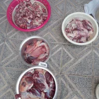 گوسفند تحت نظارت دامپزشکی و کشتارگاه زنده قپان|حیوانات مزرعه|کرج, مصباح|دیوار