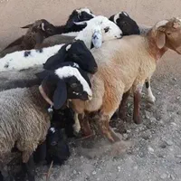گوسفند زنده کردان کوهسار هشتگرد چهارباغ وحومه|حیوانات مزرعه|چهارباغ, |دیوار