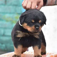 روت پوزه دلقکی با درجه کیفیت بالا،سگ Rottweiler|سگ|تهران, ایوانک|دیوار