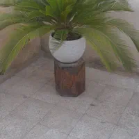 گل سیکاس|گل و گیاه طبیعی|تهران, خرمشهر|دیوار