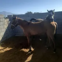 فروش اسب مادیان