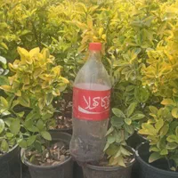 شمشاد طلایی گلدانی۲۰|خدمات باغبانی و درختکاری|تهران, تهرانسر شرقی|دیوار