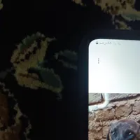 سگ پیدا شده