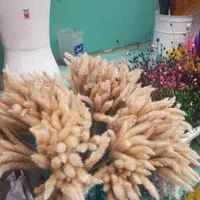 گل خشک دم روباهی کراس درشت|گل مصنوعی|تهران, آهنگ|دیوار