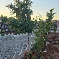 باغچه/باغ/زمین/۱۸۷ متر/نگهبان|فروش زمین و ملک کلنگی|شهریار, اصیل آباد|دیوار