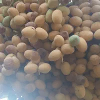 فروش خارک ورطب برحی