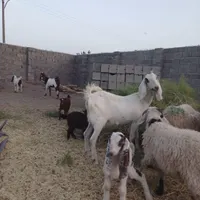 بزپاکستانی سانن|حیوانات مزرعه|رفسنجان, |دیوار