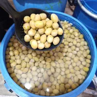 فروش کلی و جزئی زیتون کنسروی در زیتون سرای