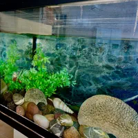 آکواریوم خانگی|ماهی|اصفهان, شهریار|دیوار