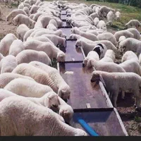 گوسفند بره زنده سرتا سر تهران همراه باقصاب مجرب|حیوانات مزرعه|تهران, سعادت‌آباد|دیوار