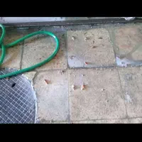 سم‌ پاشی تخصصی حشرات موذی در اصفهان سمپاشی|خدمات نظافت|اصفهان, سعادت‌آباد|دیوار
