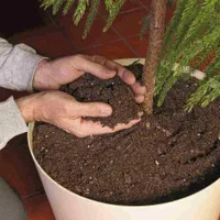 سمپاشی باغبانی کوددهی کاشت گل و گیاه خدمات|خدمات باغبانی و درختکاری|تهران, تجریش|دیوار