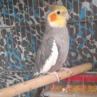 عروس هلندی