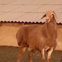 *&*گوسفند اورگانیک درب منزل خرید حضوری دام زنده ۹|حیوانات مزرعه|تهران, جردن|دیوار