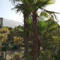 بیدمجنون بید مجنون بزرگ بلند نهال درخت گل و گیاه|خدمات باغبانی و درختکاری|تهران, باغ خزانه|دیوار