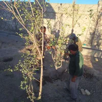 درخت و نهال تنه دار قوی نما دار|خدمات باغبانی و درختکاری|فلاورجان, |دیوار