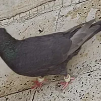 کفتر
