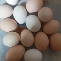تخم مرغ|خوردنی و آشامیدنی|زنجان, |دیوار