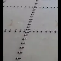 نما کاری و کاشی کارو سرامیک کارچسبی و دوغابی