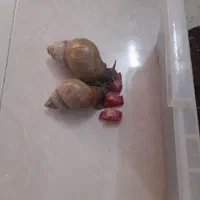 حلزون اچاتینا
