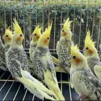 بانک عروس هلندی دستی سخنگو نر ماده باضمانت ۱سال|پرنده|تهران, استاد معین|دیوار