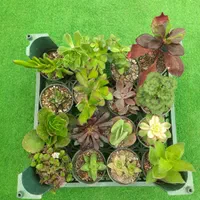 کاکتوس ساکولنت پک ۱۶ تایی