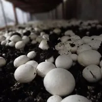 آموزش پرورش قارچ دکمه ای