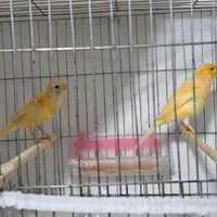 قناری نر و ماده شلاقی بخون.سوپر درشت یه ساله|پرنده|ساری, |دیوار