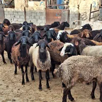 مناسب قربانی گوسفند زنده شکم خالی پر گوشت چاق|حیوانات مزرعه|ماهدشت, |دیوار