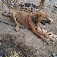 .روستای رضوان مخصوص ویلاباغ قیمت ۳میلیون