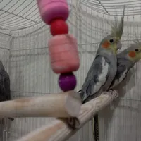 عروس هلندی نر و ماده