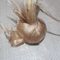 بذر زعفران درجه یک
