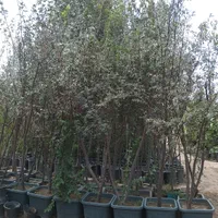 نهال درخت انگور مو سنجد درگلدان گلدانی جعبه‌ای سیب|خدمات باغبانی و درختکاری|تهران, باغ خزانه|دیوار