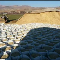 کاه گندم نرم و سفید گوسفندی و گاوی همه رقمی|لوازم جانبی حیوانات|اصفهان, شاهزید|دیوار