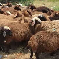 دام زنده در صادقیه پونک شهرک آزادی حصارک گوسفند|حیوانات مزرعه|تهران, صادقیه|دیوار