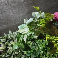 پتوس سبز ابلغ ارتشی سایه دوست|گل و گیاه طبیعی|ساوه, |دیوار