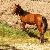 اسب ماده یک ساله سرحال با مشتری واقعی کنار میام|اسب و تجهیزات اسب‌سواری|خوی, |دیوار