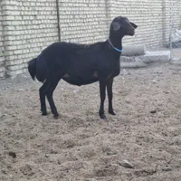 بره ماده قزل افشار