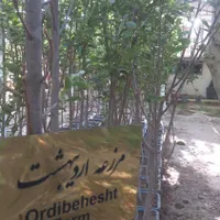 نهال خرمالو پیوندی|خدمات باغبانی و درختکاری|تهران, شهر‌زیبا|دیوار