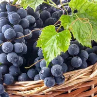 نهال انگور و انار|گل و گیاه طبیعی|اصفهان, ارداجی|دیوار
