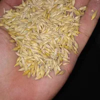 جو .گشنیز. گندم‌.نخود.کود