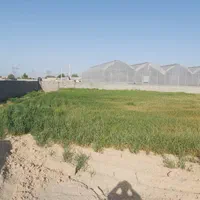 زمین کشاورزی با مجوز آماده برای ساخت گلخانه|فروش زمین و ملک کلنگی|شریفآباد, |دیوار
