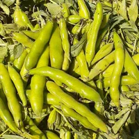 انجام کارهای کشاورزی  وامور باغ سر کارگر هستم