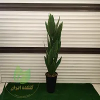 درختچه پرنده بهشتی|گل مصنوعی|قم, نیروگاه|دیوار