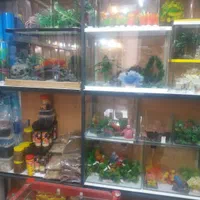 فروش لوازم اکواریوم ماهی|ماهی|پاکدشت, |دیوار