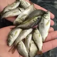 بچه ماهی کپور فیتوفاک وامور|ماهی|اراک, |دیوار