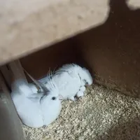 عروسکها و عروس هلندی جوجه